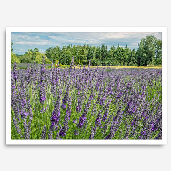 Lavender wall art featuring a fine art photography print of a Lavender field in Washington State with vibrant purple blooms under a clear blue sky.