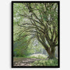 A fine art forest photography print of a magical tree in Hall of Mosses, Olympic National Park, Washington.