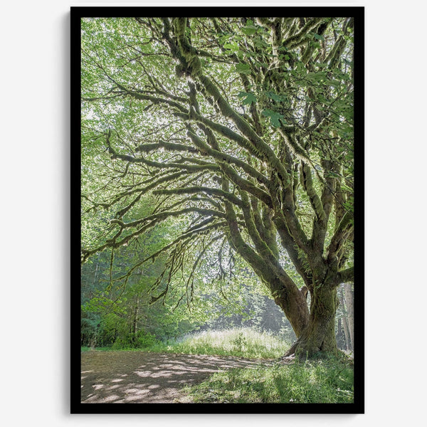 A fine art forest photography print of a magical tree in Hall of Mosses, Olympic National Park, Washington.