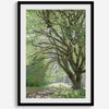 A fine art forest photography print of a magical tree in Hall of Mosses, Olympic National Park, Washington.