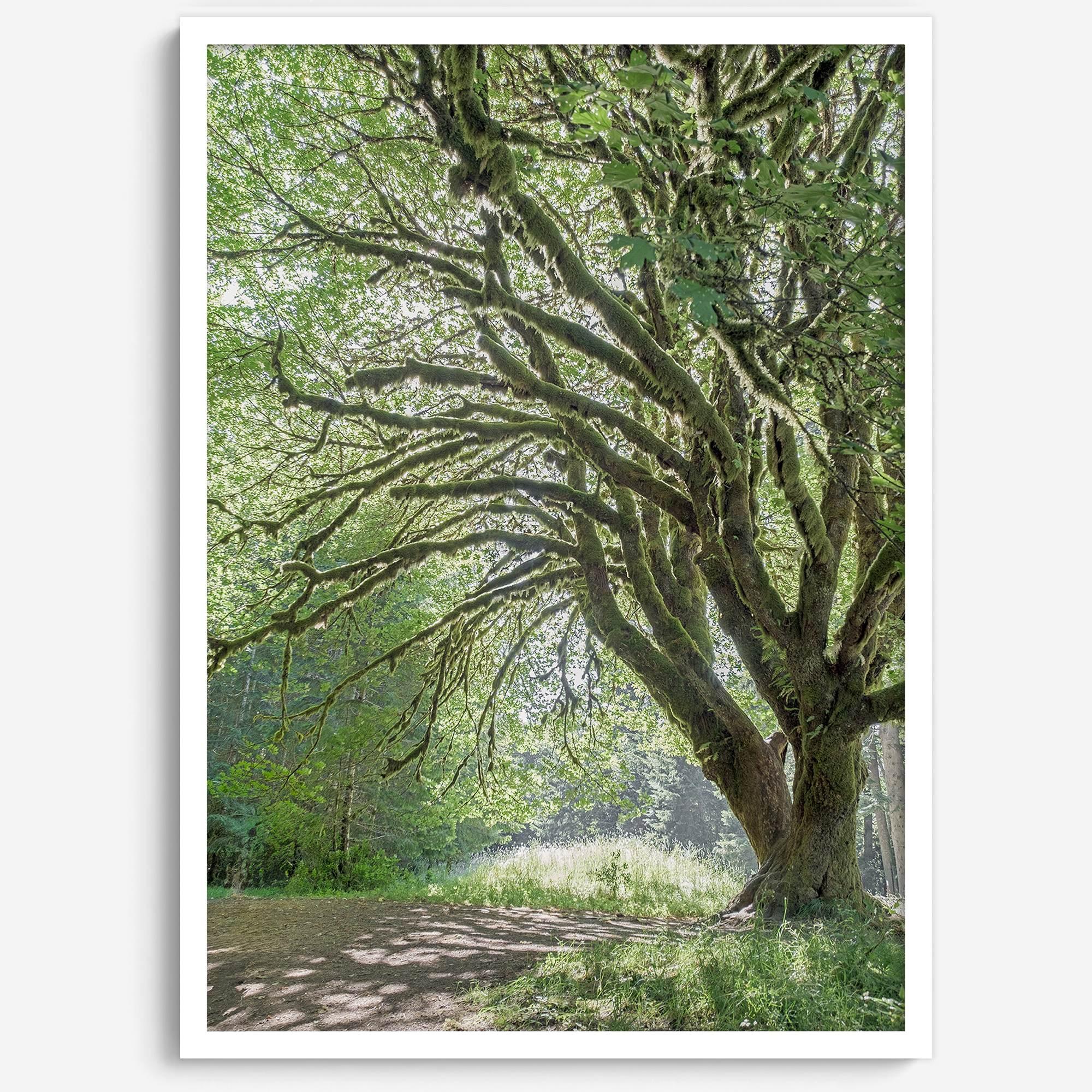 A fine art forest photography print of a magical tree in Hall of Mosses, Olympic National Park, Washington.