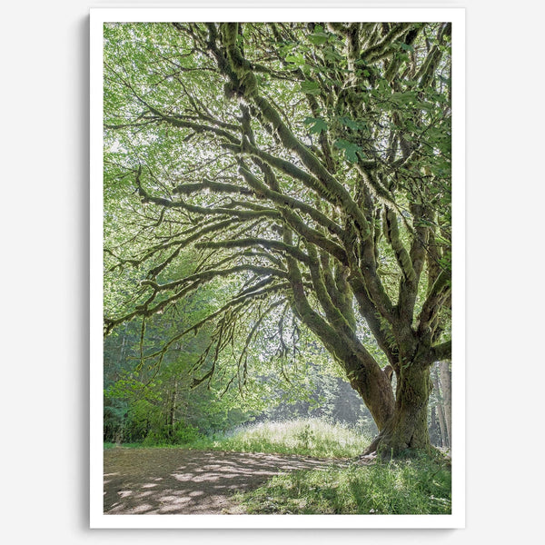 A fine art forest photography print of a magical tree in Hall of Mosses, Olympic National Park, Washington.