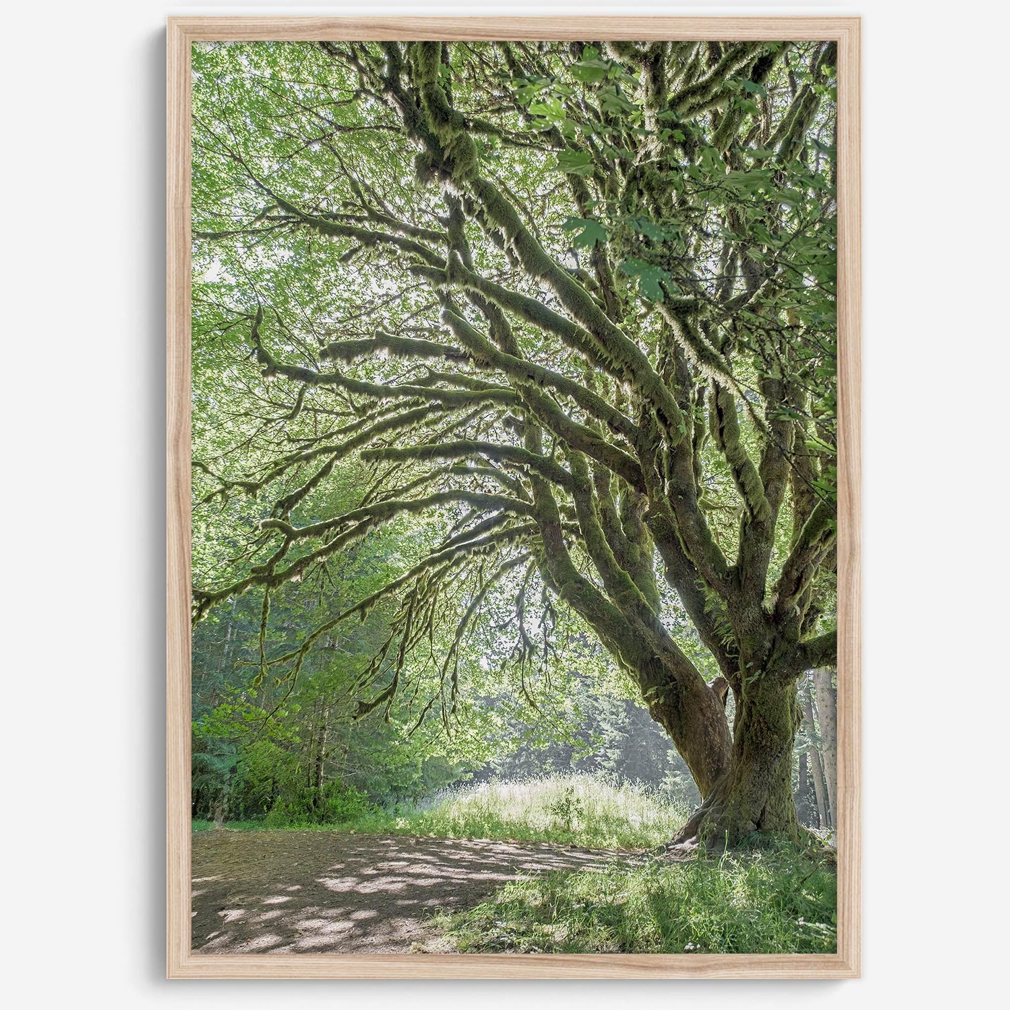 A fine art forest photography print of a magical tree in Hall of Mosses, Olympic National Park, Washington.