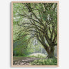 A fine art forest photography print of a magical tree in Hall of Mosses, Olympic National Park, Washington.