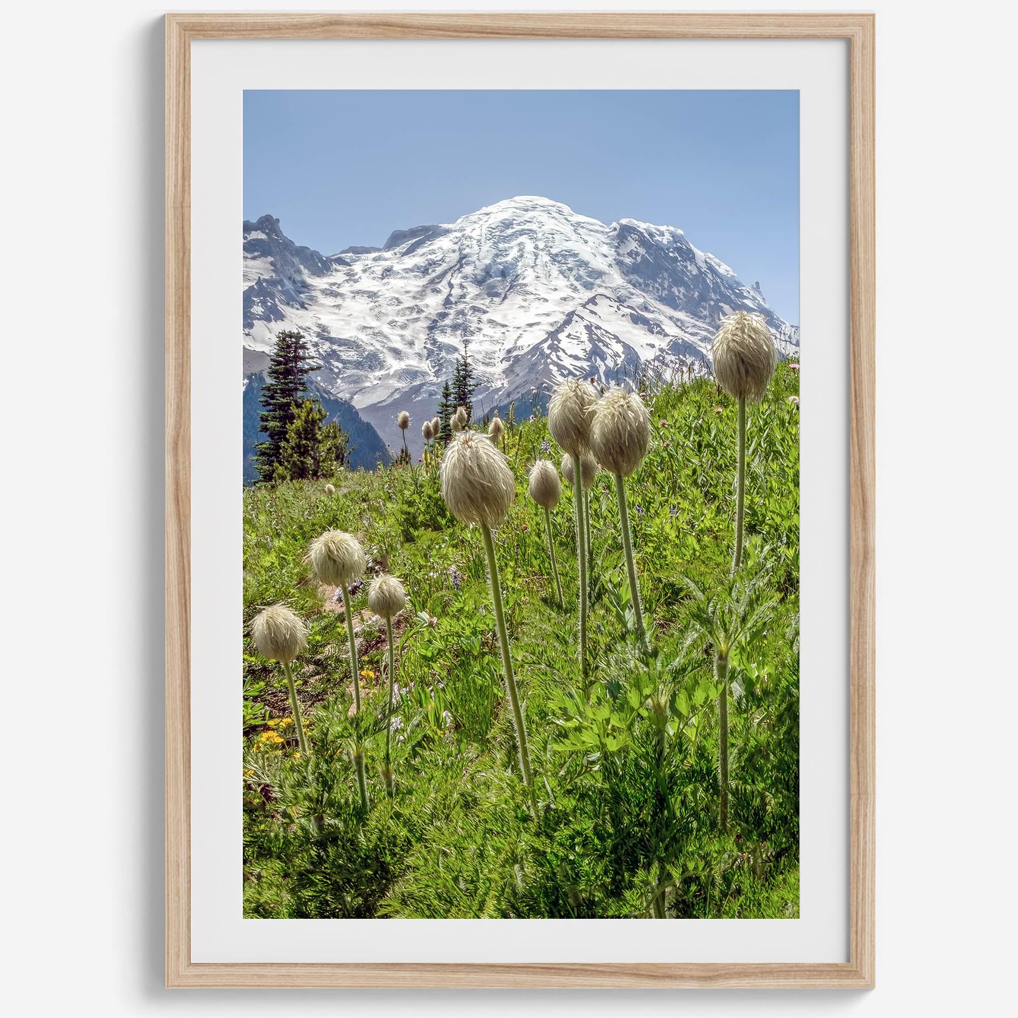 A fine art framed or unframed mountain print of Mount Rainier National Park. This portrait orientation nature landscape wall art showcases the beautiful snow-covered mountain with stunning flowers in the forefront.