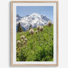 A fine art framed or unframed mountain print of Mount Rainier National Park. This portrait orientation nature landscape wall art showcases the beautiful snow-covered mountain with stunning flowers in the forefront.
