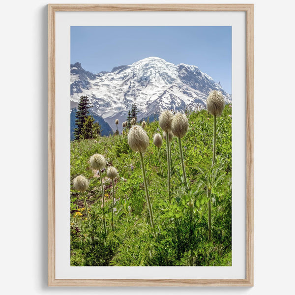 A fine art framed or unframed mountain print of Mount Rainier National Park. This portrait orientation nature landscape wall art showcases the beautiful snow-covered mountain with stunning flowers in the forefront.