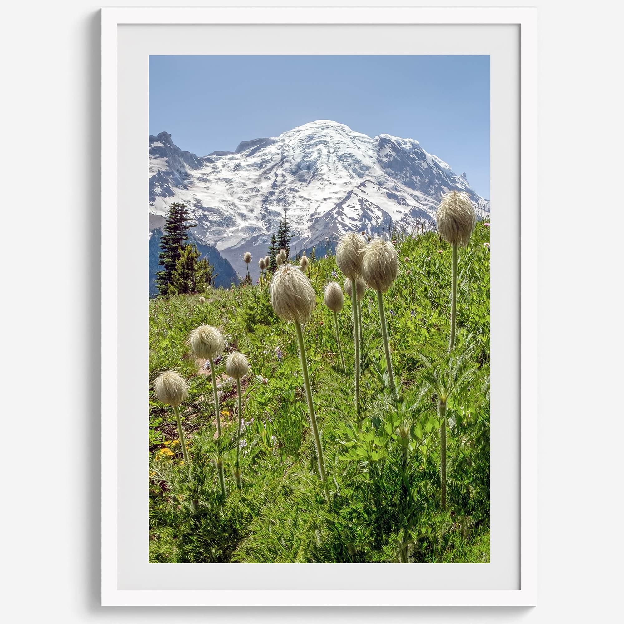 A fine art framed or unframed mountain print of Mount Rainier National Park. This portrait orientation nature landscape wall art showcases the beautiful snow-covered mountain with stunning flowers in the forefront.