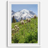 A fine art framed or unframed mountain print of Mount Rainier National Park. This portrait orientation nature landscape wall art showcases the beautiful snow-covered mountain with stunning flowers in the forefront.