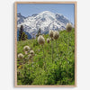 A fine art framed or unframed mountain print of Mount Rainier National Park. This portrait orientation nature landscape wall art showcases the beautiful snow-covered mountain with stunning flowers in the forefront.