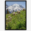 A fine art framed or unframed mountain print of Mount Rainier National Park. This portrait orientation nature landscape wall art showcases the beautiful snow-covered mountain with stunning flowers in the forefront.