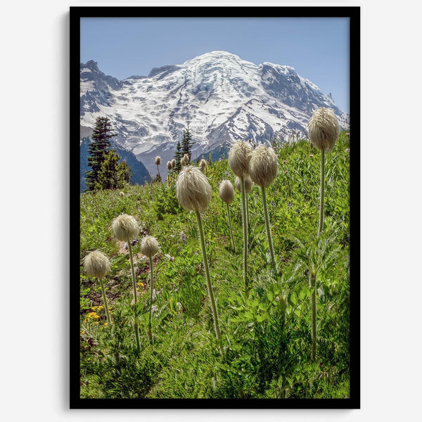 A fine art framed or unframed mountain print of Mount Rainier National Park. This portrait orientation nature landscape wall art showcases the beautiful snow-covered mountain with stunning flowers in the forefront.