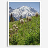 A fine art framed or unframed mountain print of Mount Rainier National Park. This portrait orientation nature landscape wall art showcases the beautiful snow-covered mountain with stunning flowers in the forefront.