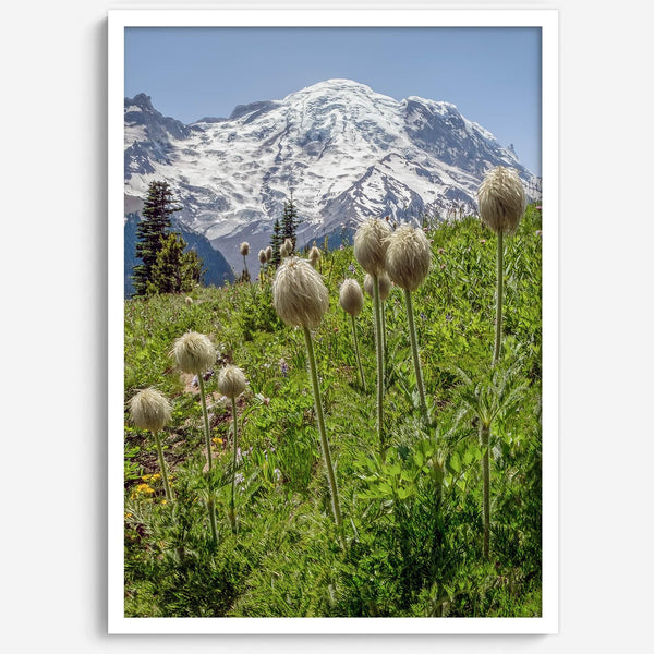 A fine art framed or unframed mountain print of Mount Rainier National Park. This portrait orientation nature landscape wall art showcases the beautiful snow-covered mountain with stunning flowers in the forefront.