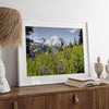 A framed or unframed fine art landscape photography print of Mount Rainier. This Washington wall art showcases a vast bed of flowers in the foreground with the backdrop of the snow-covered Mount Rainier. Perfect as a Mt Rainier National Park poster