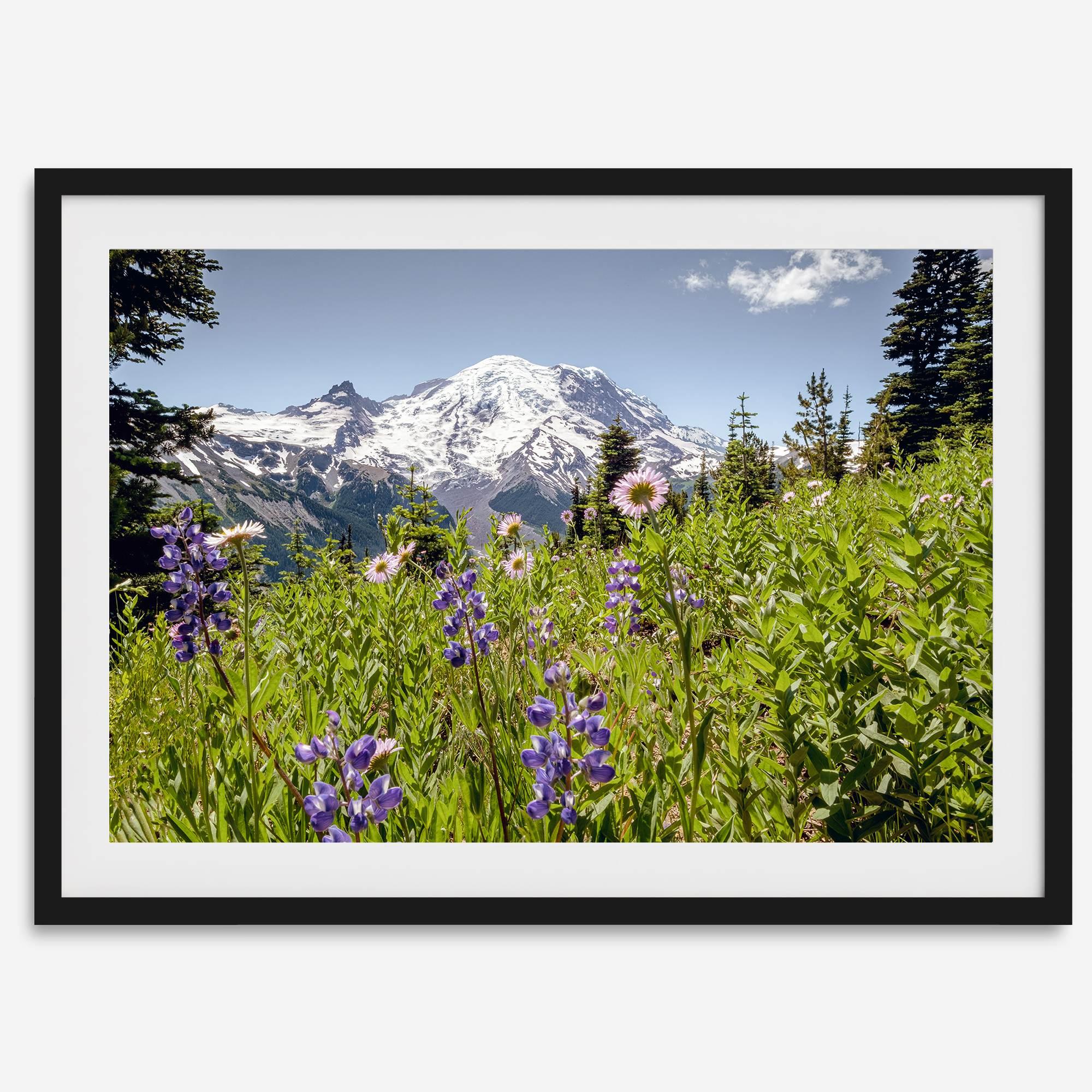 A framed or unframed fine art landscape photography print of Mount Rainier. This Washington wall art showcases a vast bed of flowers in the foreground with the backdrop of the snow-covered Mount Rainier. Perfect as a Mt Rainier National Park poster