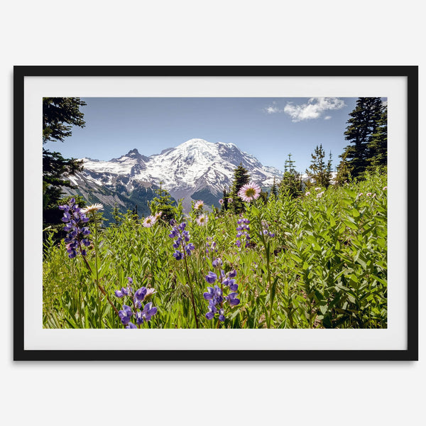 A framed or unframed fine art landscape photography print of Mount Rainier. This Washington wall art showcases a vast bed of flowers in the foreground with the backdrop of the snow-covered Mount Rainier. Perfect as a Mt Rainier National Park poster