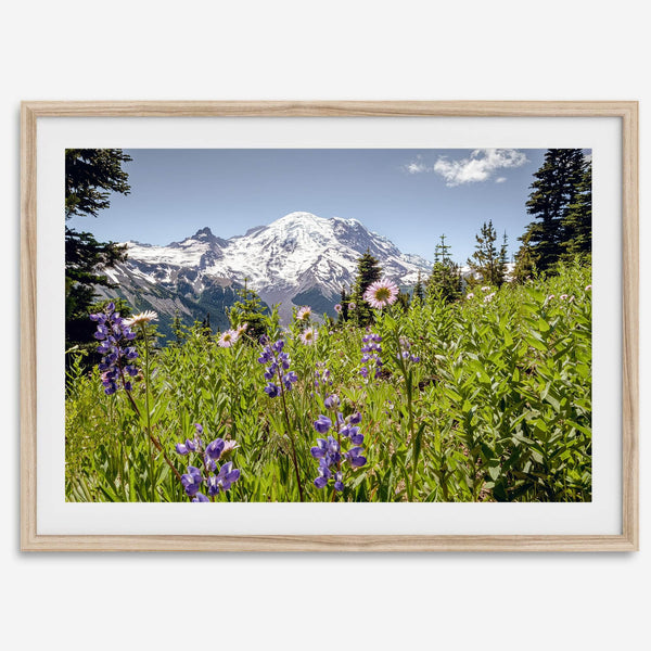 A framed or unframed fine art landscape photography print of Mount Rainier. This Washington wall art showcases a vast bed of flowers in the foreground with the backdrop of the snow-covered Mount Rainier. Perfect as a Mt Rainier National Park poster