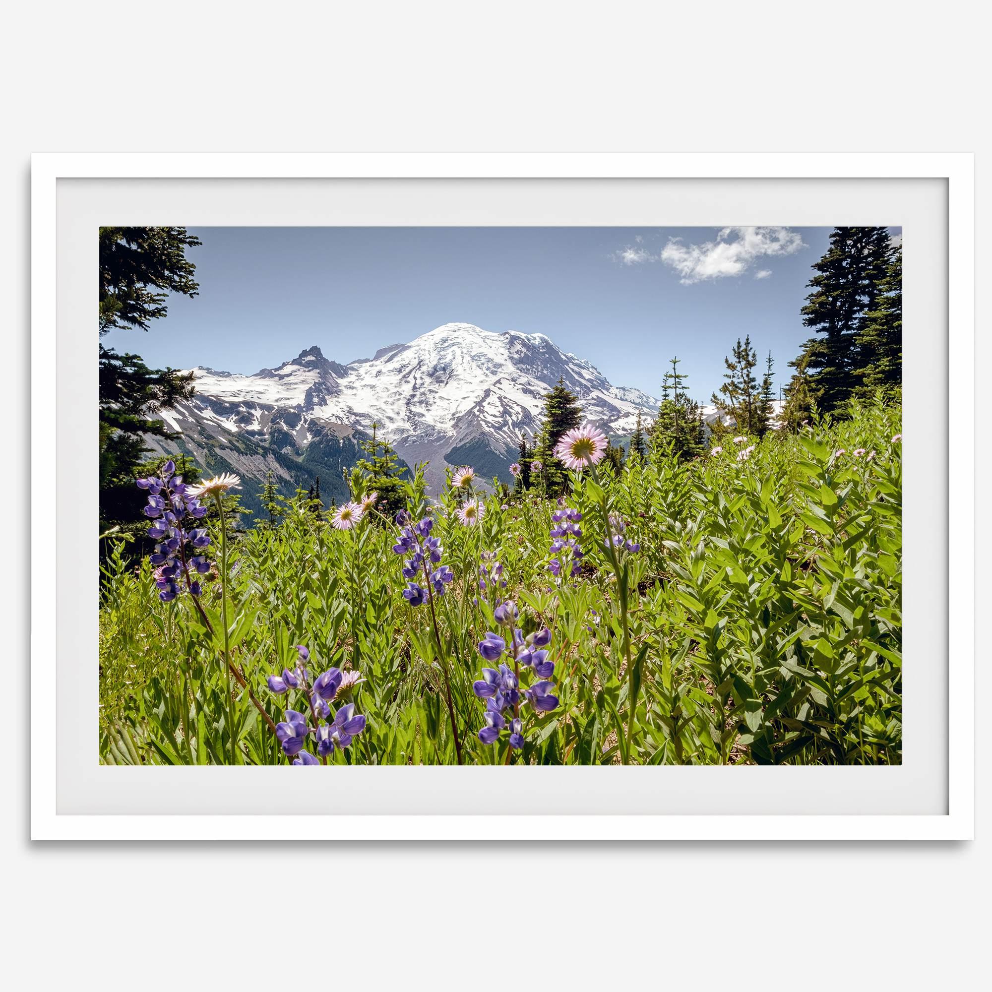 A framed or unframed fine art landscape photography print of Mount Rainier. This Washington wall art showcases a vast bed of flowers in the foreground with the backdrop of the snow-covered Mount Rainier. Perfect as a Mt Rainier National Park poster