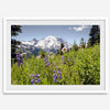 A framed or unframed fine art landscape photography print of Mount Rainier. This Washington wall art showcases a vast bed of flowers in the foreground with the backdrop of the snow-covered Mount Rainier. Perfect as a Mt Rainier National Park poster