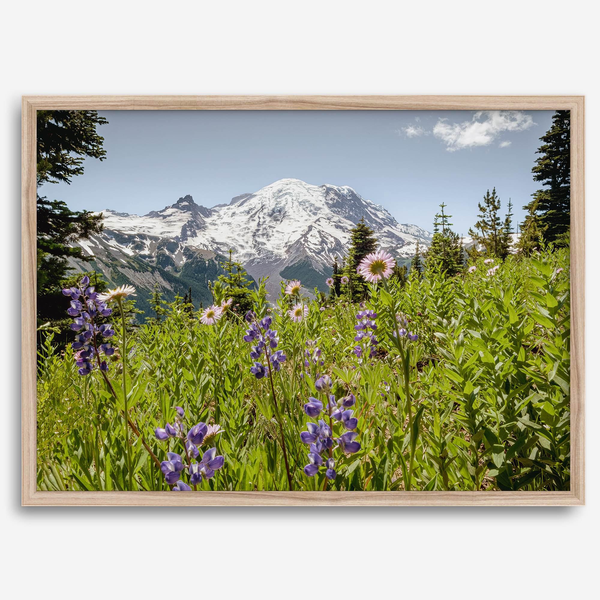 A framed or unframed fine art landscape photography print of Mount Rainier. This Washington wall art showcases a vast bed of flowers in the foreground with the backdrop of the snow-covered Mount Rainier. Perfect as a Mt Rainier National Park poster