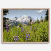 A framed or unframed fine art landscape photography print of Mount Rainier. This Washington wall art showcases a vast bed of flowers in the foreground with the backdrop of the snow-covered Mount Rainier. Perfect as a Mt Rainier National Park poster