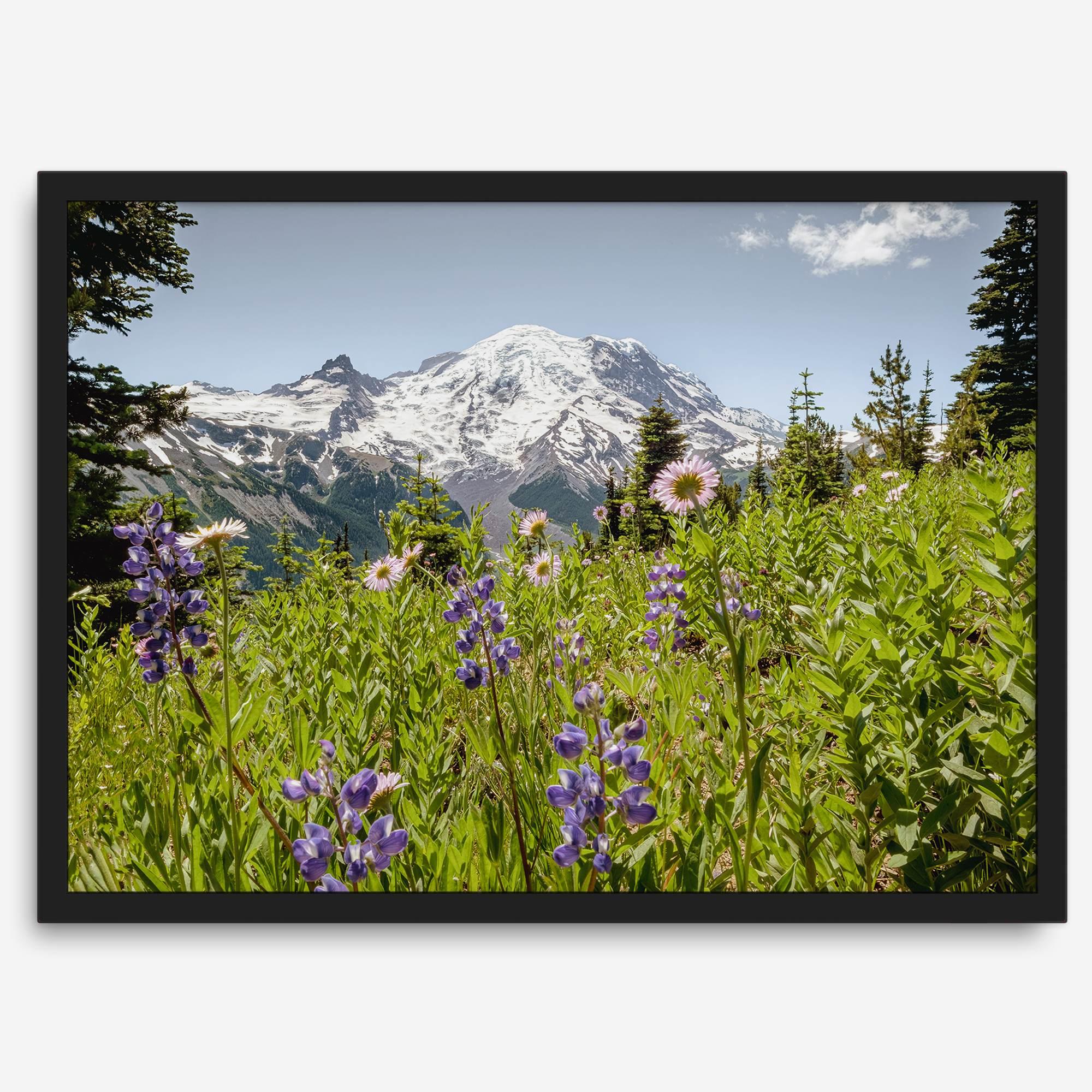 A framed or unframed fine art landscape photography print of Mount Rainier. This Washington wall art showcases a vast bed of flowers in the foreground with the backdrop of the snow-covered Mount Rainier. Perfect as a Mt Rainier National Park poster