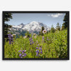 A framed or unframed fine art landscape photography print of Mount Rainier. This Washington wall art showcases a vast bed of flowers in the foreground with the backdrop of the snow-covered Mount Rainier. Perfect as a Mt Rainier National Park poster
