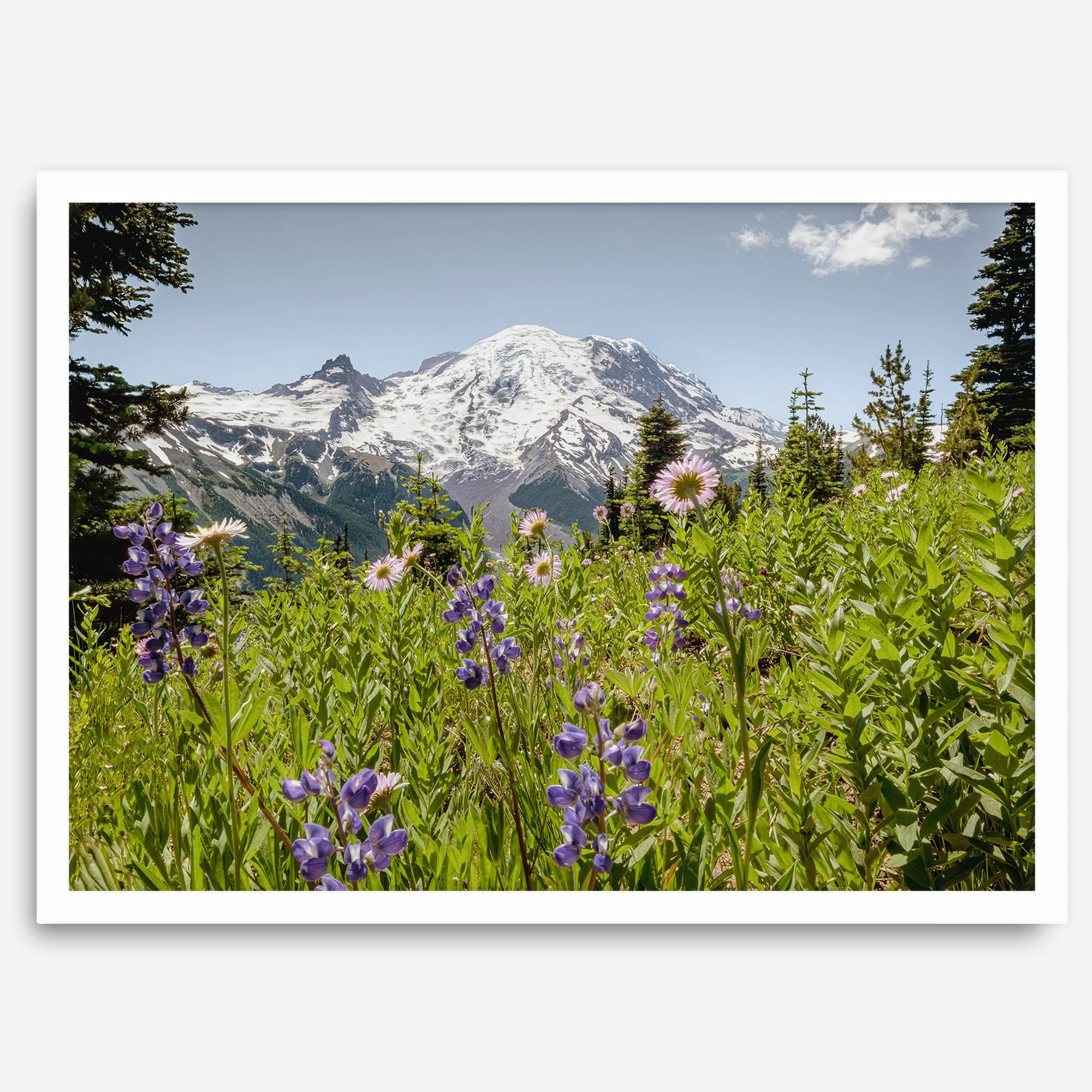 A framed or unframed fine art landscape photography print of Mount Rainier. This Washington wall art showcases a vast bed of flowers in the foreground with the backdrop of the snow-covered Mount Rainier. Perfect as a Mt Rainier National Park poster