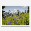 A framed or unframed fine art landscape photography print of Mount Rainier. This Washington wall art showcases a vast bed of flowers in the foreground with the backdrop of the snow-covered Mount Rainier. Perfect as a Mt Rainier National Park poster