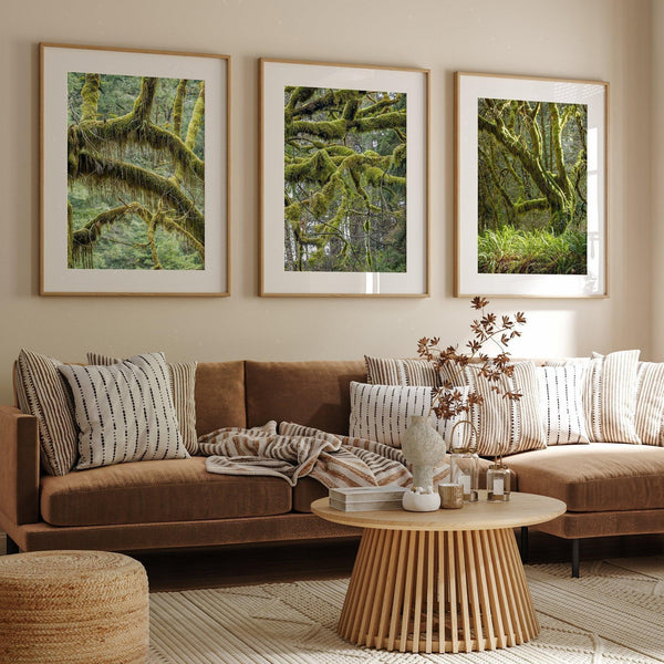 Conjunto de bosque cubierto de musgo