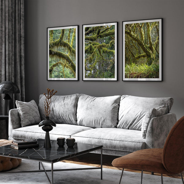 Conjunto de bosque cubierto de musgo