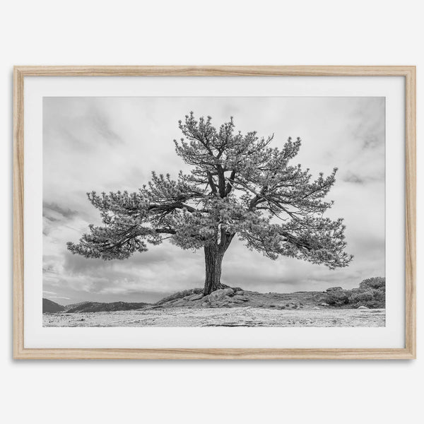 Large tree wall art featuring a black and white photograph of a Yosemite pine tree against a cloudy sky.