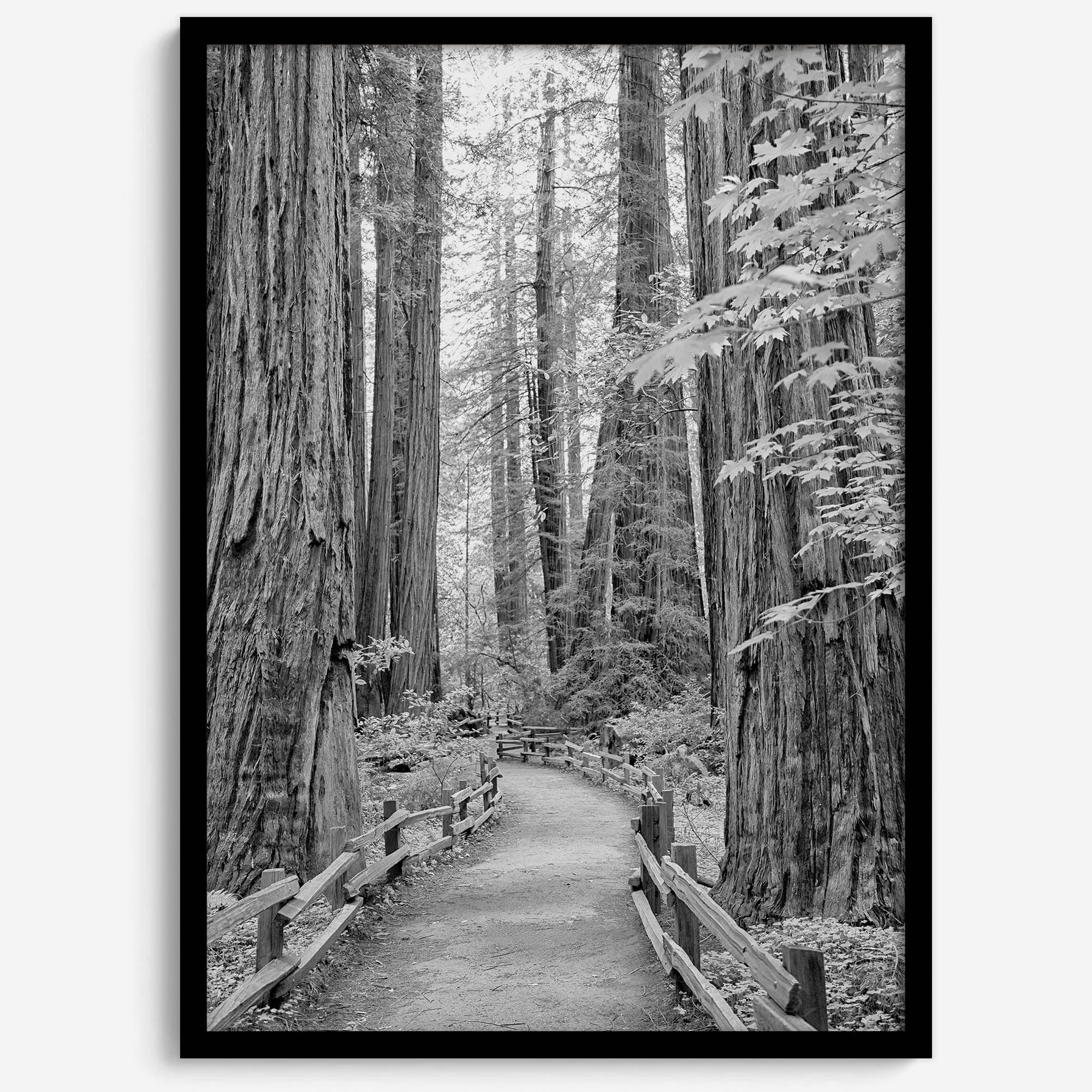 A fine art black and white photograph showcasing a pathway winding through a grove of immense redwood trees in Muir Woods, California. The towering trunks and lush canopy create a serene and magical atmosphere in this forest wall art.