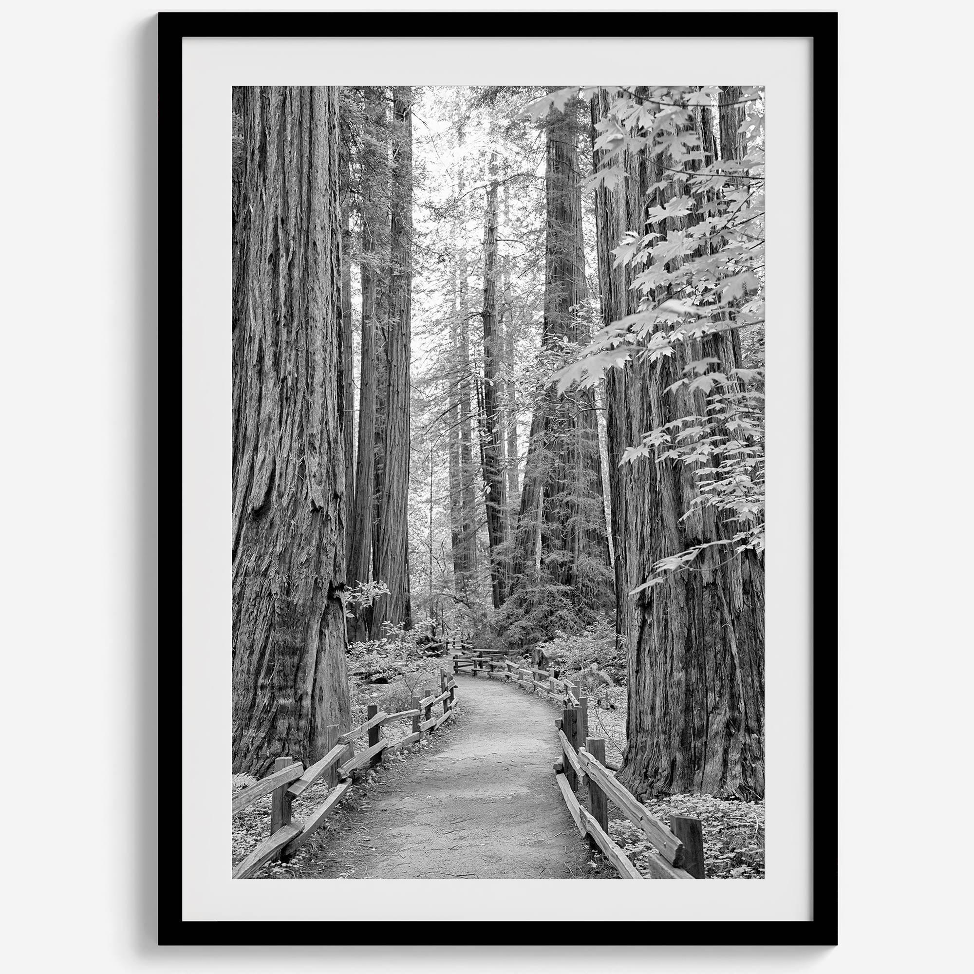 A fine art black and white photograph showcasing a pathway winding through a grove of immense redwood trees in Muir Woods, California. The towering trunks and lush canopy create a serene and magical atmosphere in this forest wall art.