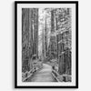 A fine art black and white photograph showcasing a pathway winding through a grove of immense redwood trees in Muir Woods, California. The towering trunks and lush canopy create a serene and magical atmosphere in this forest wall art.