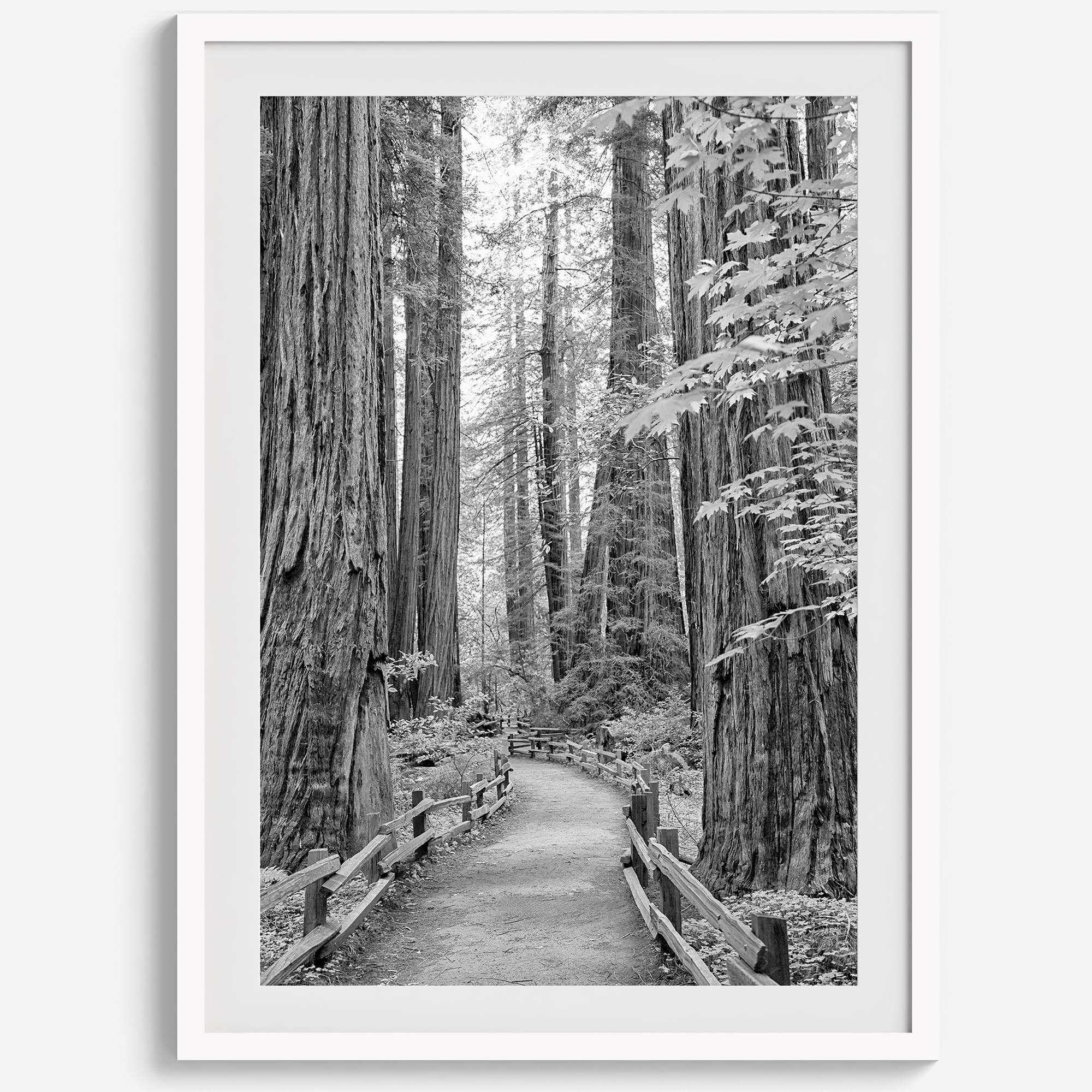 A fine art black and white photograph showcasing a pathway winding through a grove of immense redwood trees in Muir Woods, California. The towering trunks and lush canopy create a serene and magical atmosphere in this forest wall art.
