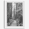 A fine art black and white photograph showcasing a pathway winding through a grove of immense redwood trees in Muir Woods, California. The towering trunks and lush canopy create a serene and magical atmosphere in this forest wall art.