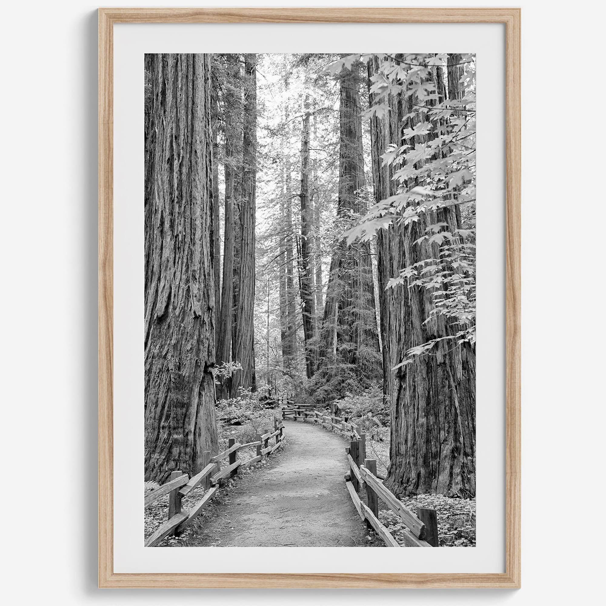 A fine art black and white photograph showcasing a pathway winding through a grove of immense redwood trees in Muir Woods, California. The towering trunks and lush canopy create a serene and magical atmosphere in this forest wall art.