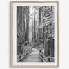 A fine art black and white photograph showcasing a pathway winding through a grove of immense redwood trees in Muir Woods, California. The towering trunks and lush canopy create a serene and magical atmosphere in this forest wall art.