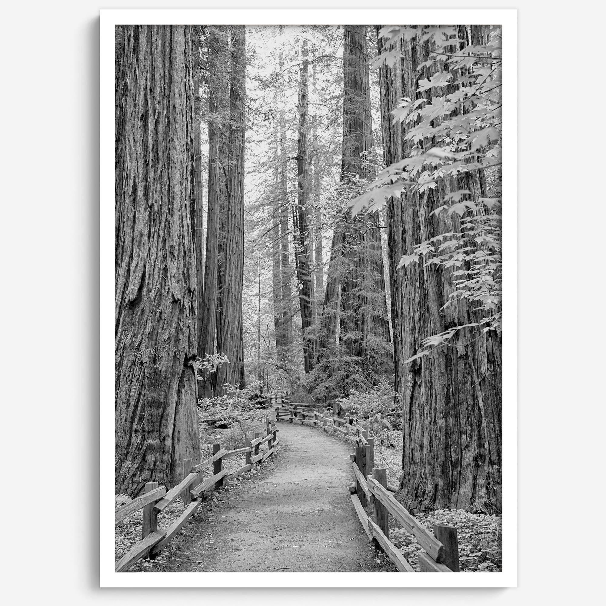 A fine art black and white photograph showcasing a pathway winding through a grove of immense redwood trees in Muir Woods, California. The towering trunks and lush canopy create a serene and magical atmosphere in this forest wall art.