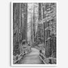 A fine art black and white photograph showcasing a pathway winding through a grove of immense redwood trees in Muir Woods, California. The towering trunks and lush canopy create a serene and magical atmosphere in this forest wall art.