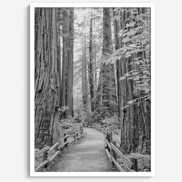 A fine art black and white photograph showcasing a pathway winding through a grove of immense redwood trees in Muir Woods, California. The towering trunks and lush canopy create a serene and magical atmosphere in this forest wall art.