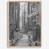 A fine art black and white photograph showcasing a pathway winding through a grove of immense redwood trees in Muir Woods, California. The towering trunks and lush canopy create a serene and magical atmosphere in this forest wall art.
