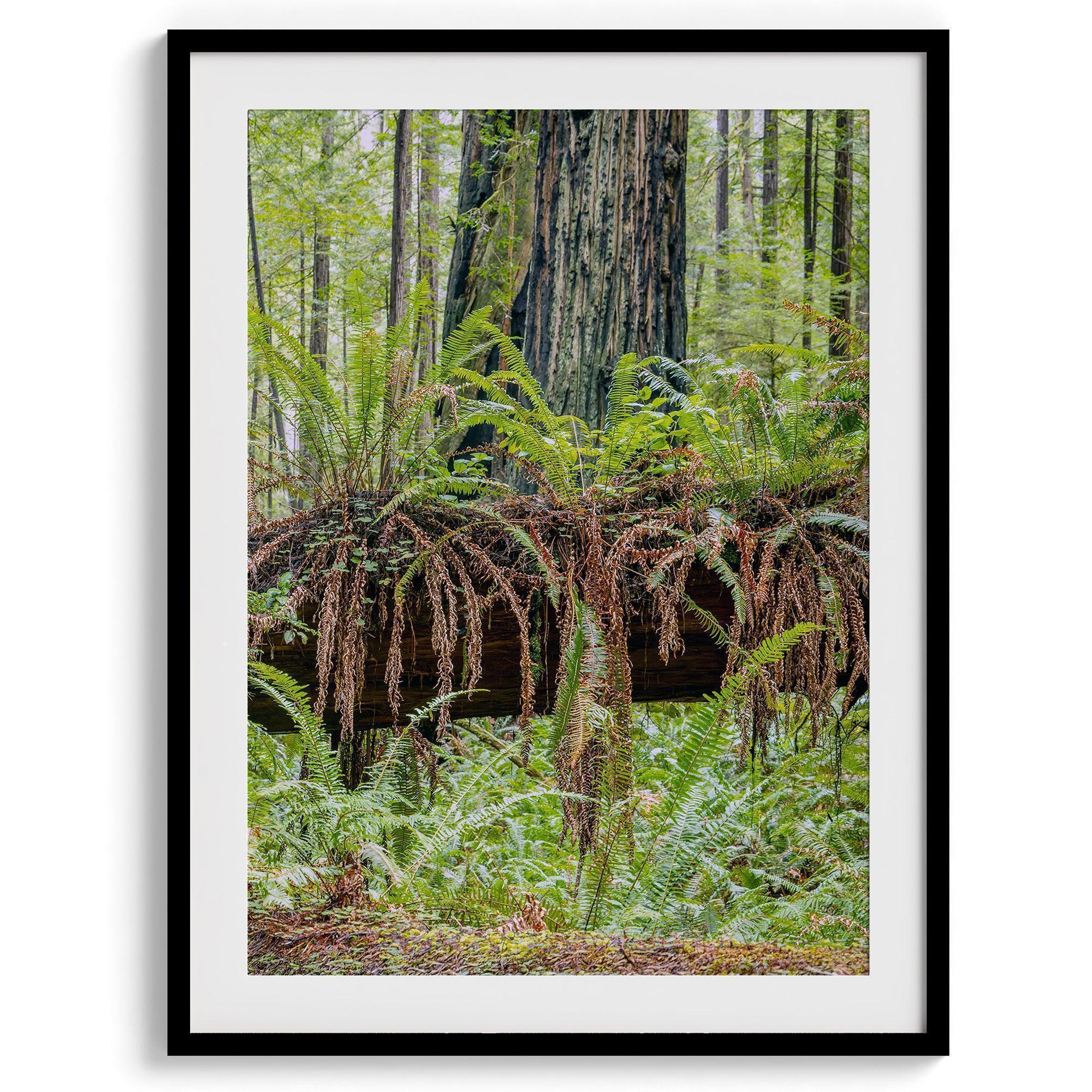 Redwood Forest Prints Set showing scenes from California’s redwoods, with creek, ferns, and forest trail.