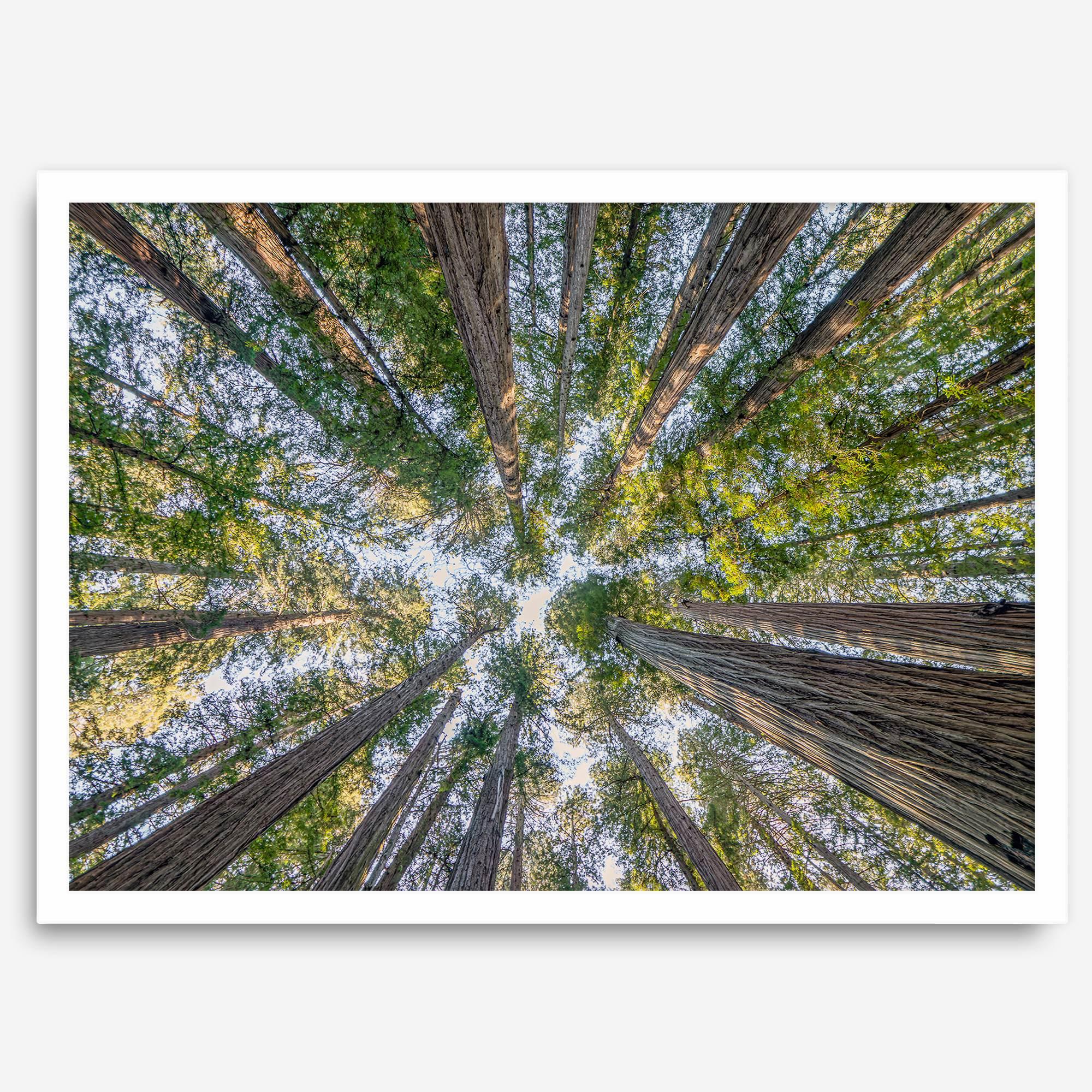 Redwood forest wall art print showing the perspective looking up at treetops in a dense redwood forest.