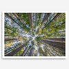 Redwood forest wall art print showing the perspective looking up at treetops in a dense redwood forest.