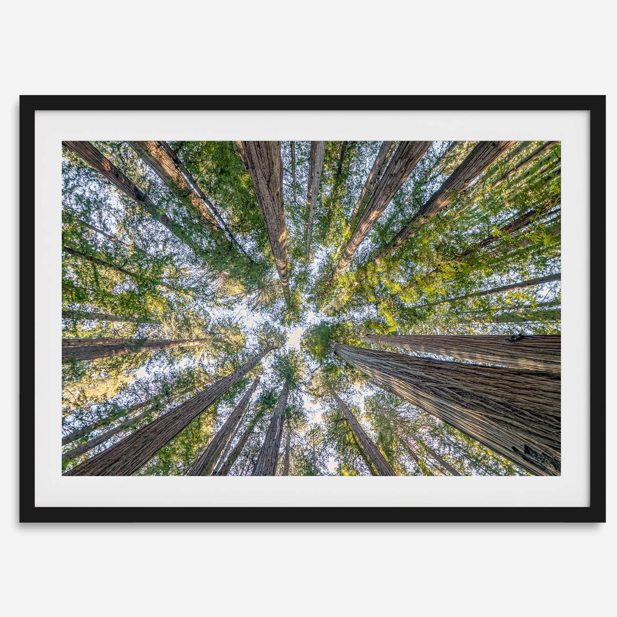 Redwood forest wall art print showing the perspective looking up at treetops in a dense redwood forest.
