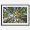 Redwood forest wall art print showing the perspective looking up at treetops in a dense redwood forest.