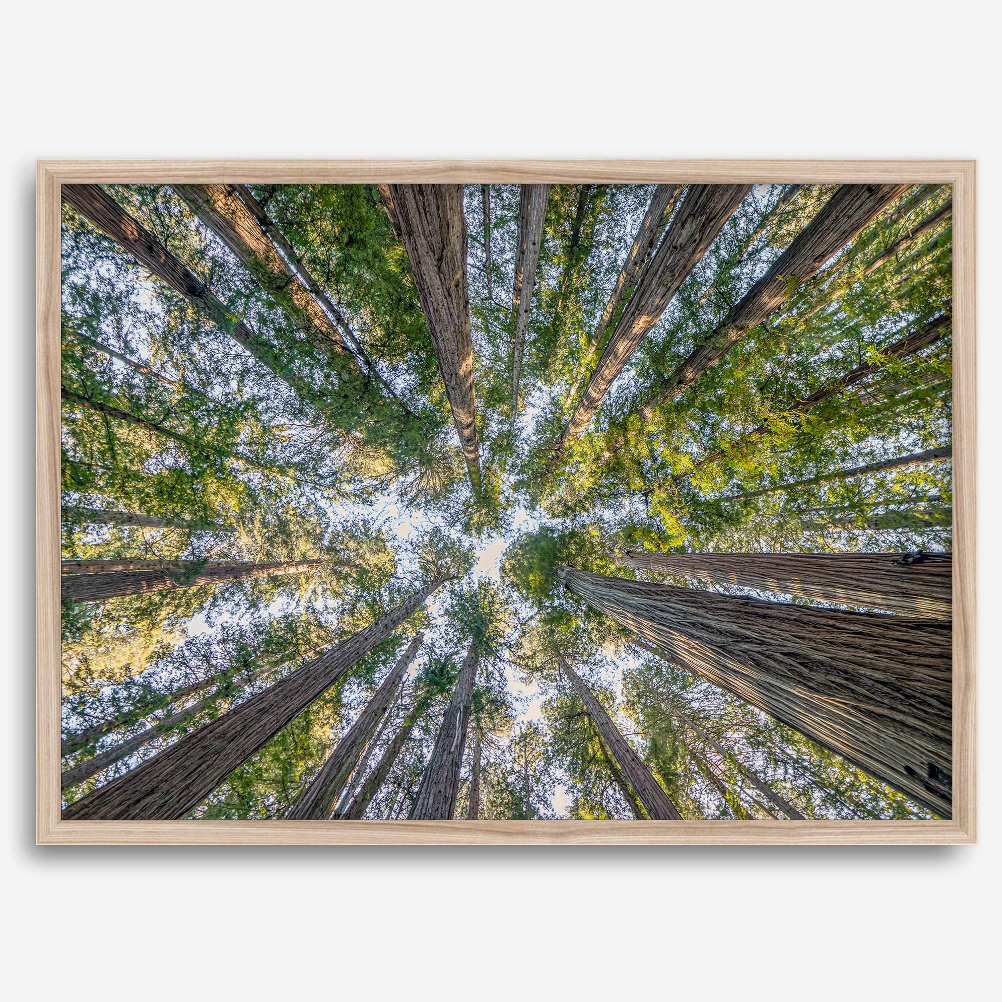 Redwood forest wall art print showing the perspective looking up at treetops in a dense redwood forest.